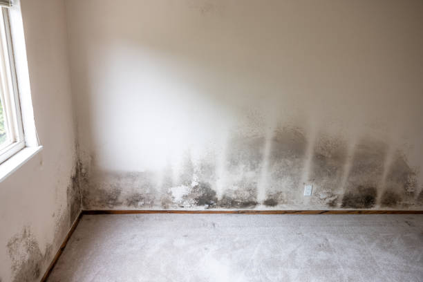  Little Silver, NJ Mold Removal Pros